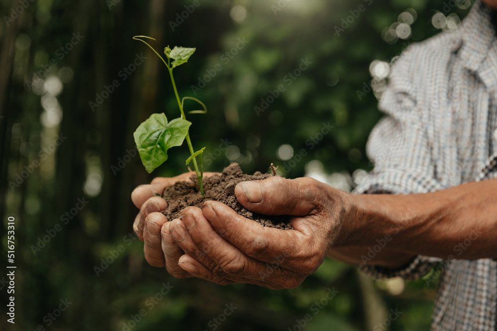 ฯld man hand holding Seedling, for care and Seeding,new life concept.