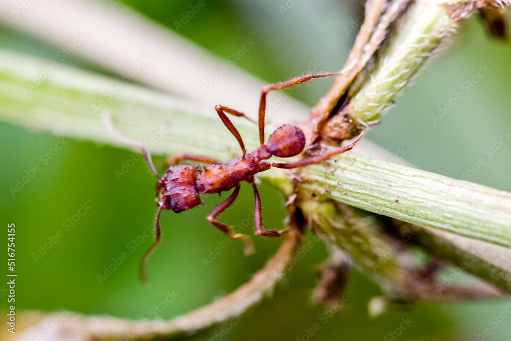 Insect ant in Machu Picchu area Peru. Fauna of Soth America.