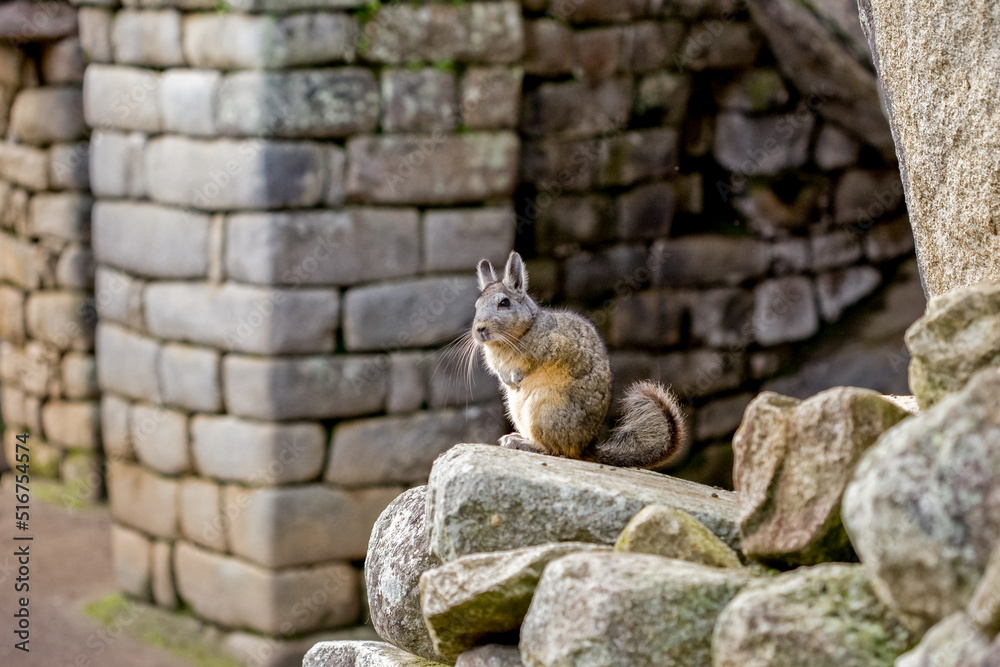 Wild Chinchilla in Machu Picchu area Peru .Fauna of Soth America.