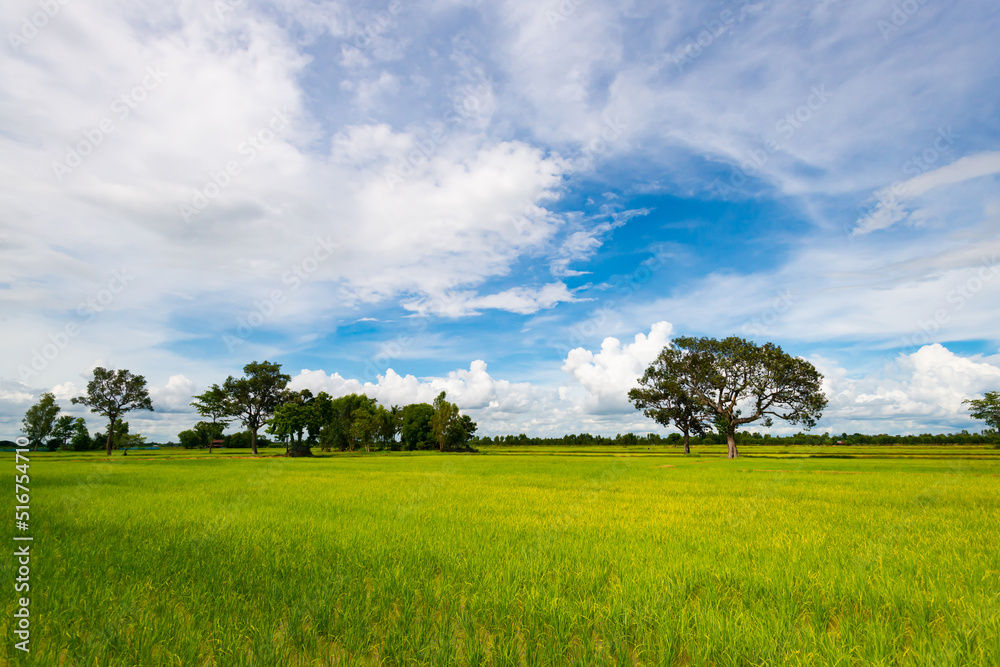 amazing blue sky above the rice field. rural fields. very beautiful of nature.