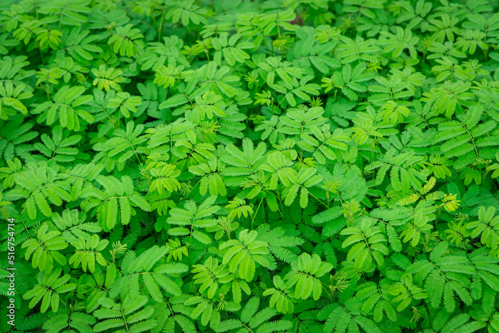 green abstract texture with dark light, natural background, tropical leaves in Asia and Thailand. Se