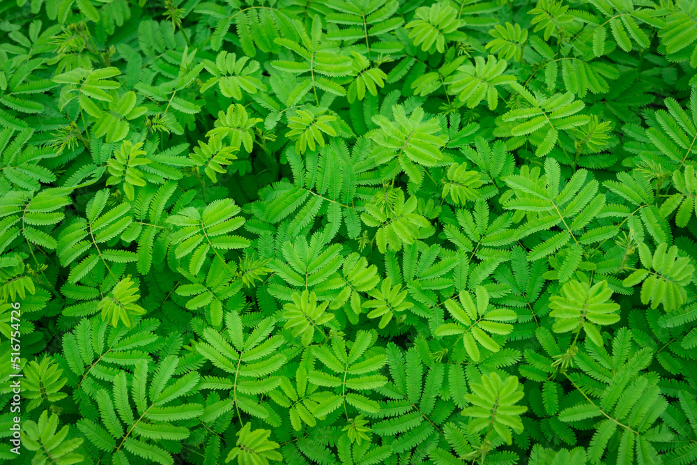 green abstract texture with dark light, natural background, tropical leaves in Asia and Thailand. Se