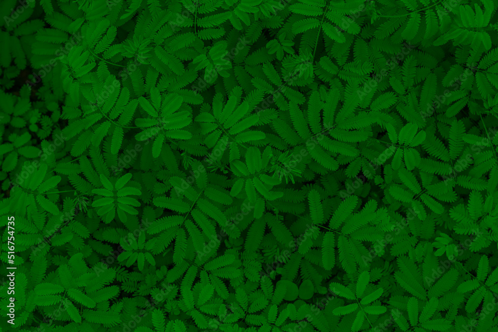 green abstract texture with dark light, natural background, tropical leaves in Asia and Thailand. Se