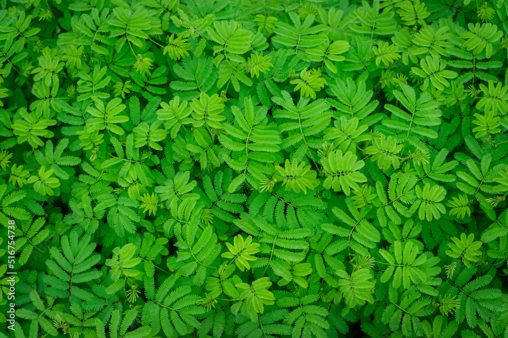 green abstract texture with dark light, natural background, tropical leaves in Asia and Thailand. Se