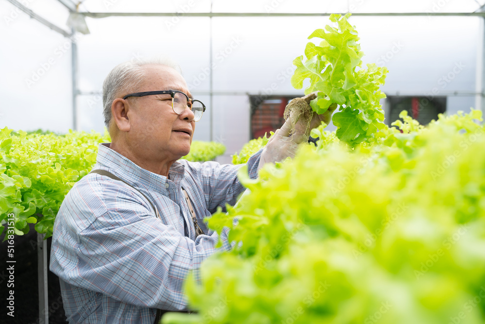 亚洲高级男子收获蔬菜水培。水培温室农场有机新鲜收获