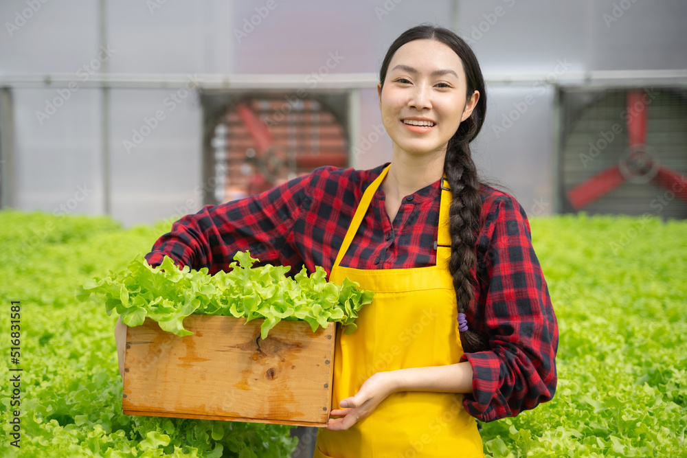 年轻的亚洲女工收割蔬菜水培。水培温室农场有机新鲜ha