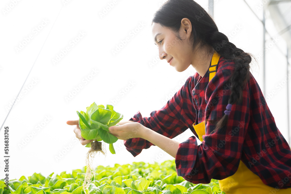 Young asian woman worker checking quality of vegetables hydroponic. Hydroponics farm Organic fresh h