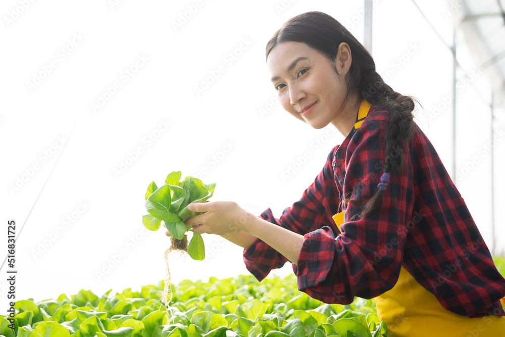 年轻的亚洲女工检查水培蔬菜的质量。水培农场有机新鲜h