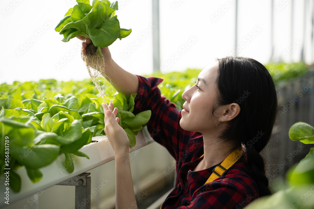 年轻的亚洲女工检查水培蔬菜的质量。水培农场有机新鲜h