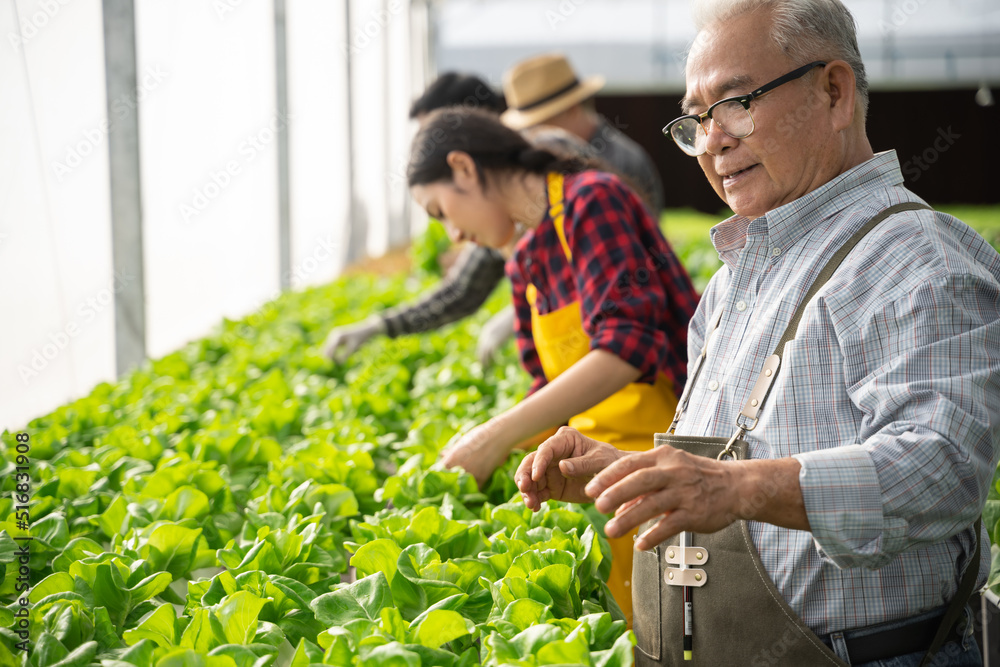 Group of worker checking quality of organic vegetables. Hydroponics farm organic fresh harvested veg