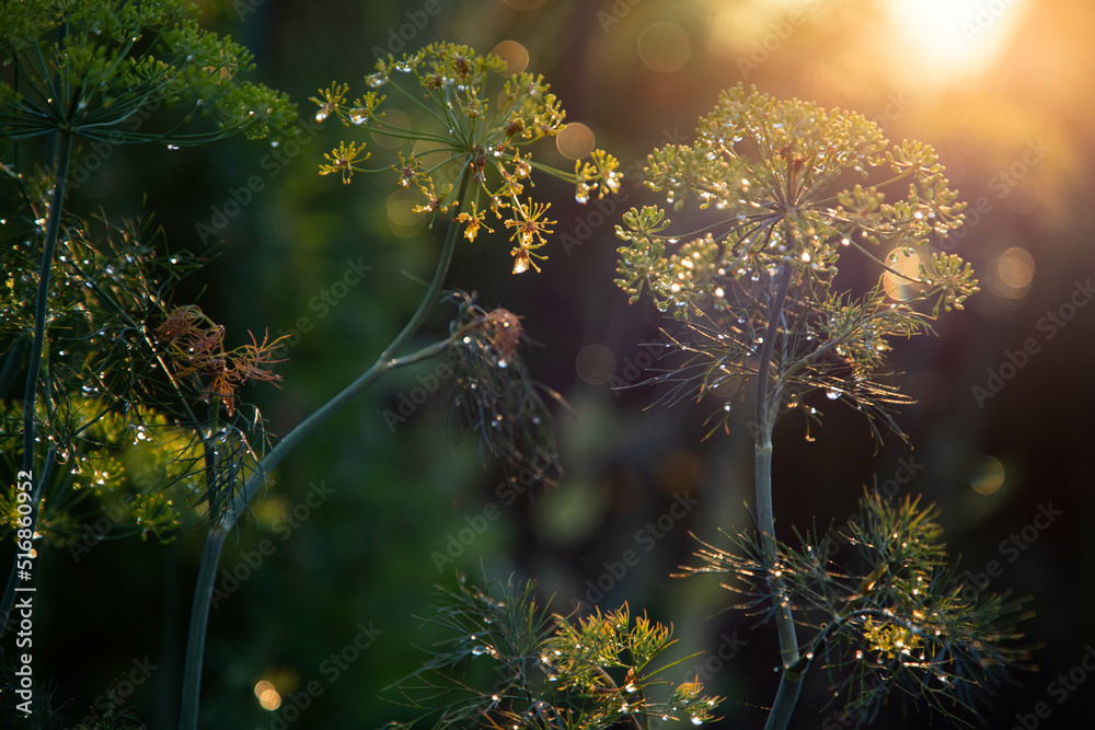 background with dill umbrella closeup. Garden plant