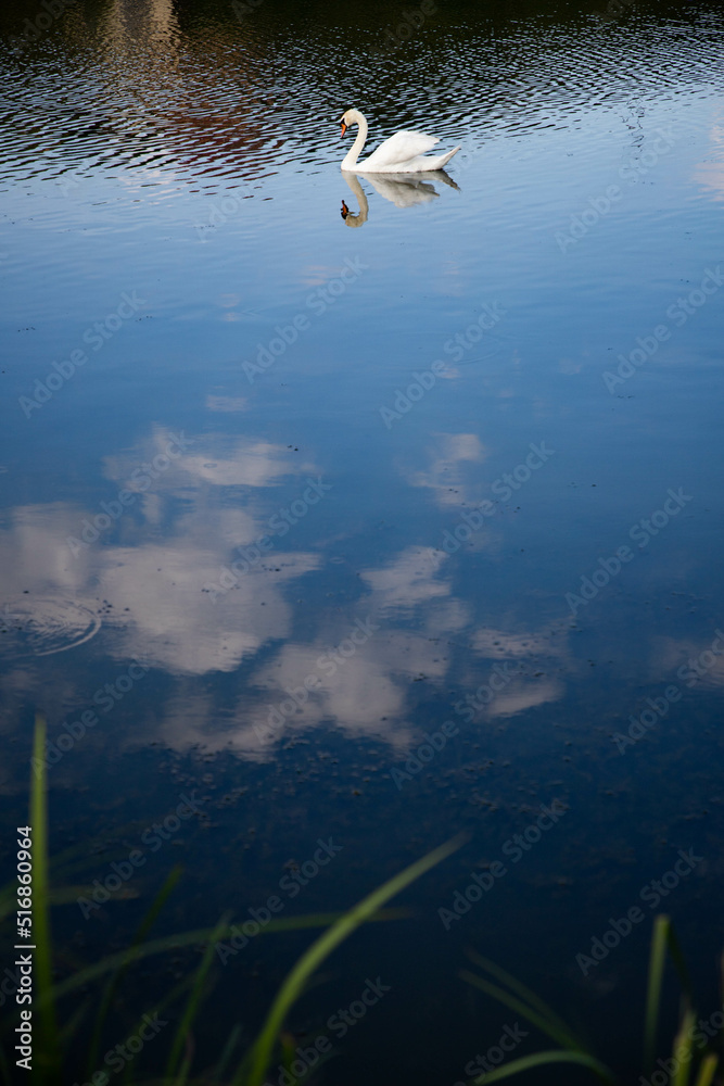 beautiful white swan swimming on lake