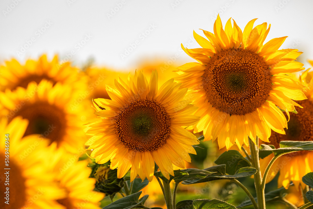 A blooming field of sunflowers. Bright sunflower flower close-up,