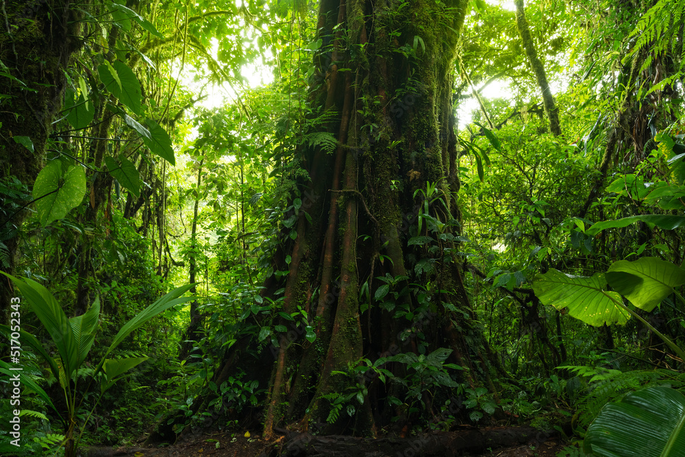 Tropical rainforest in Central america