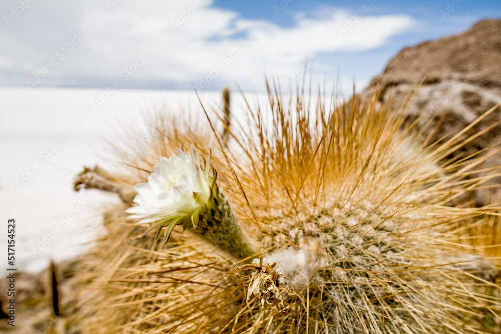 玻利维亚。盐湖和盐滩Salar de Uyuni，玻利维亚。南美洲自然