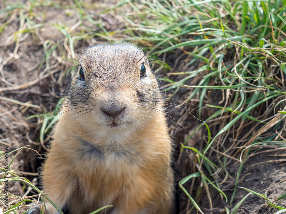 Gopher正从草地上的洞里窥视