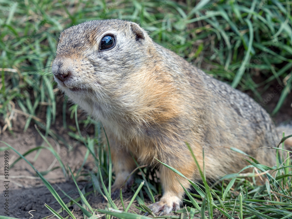 Gopher正从草地上的洞里向外窥视