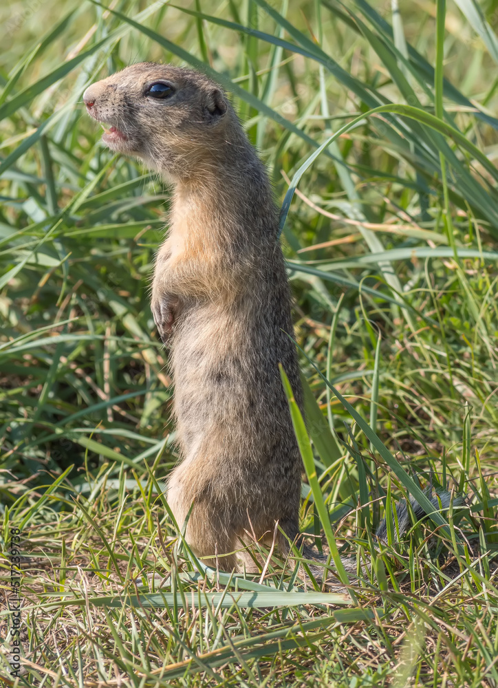 Gopher is standing on its hind legs on the grassy field