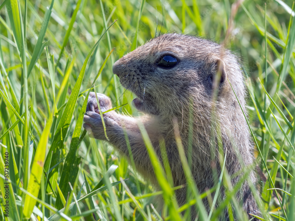 Gopher正在草地上吃草