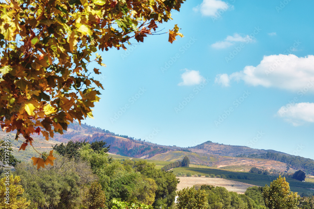 西开普省南非山坡上的秋叶和生机勃勃的树木。风景