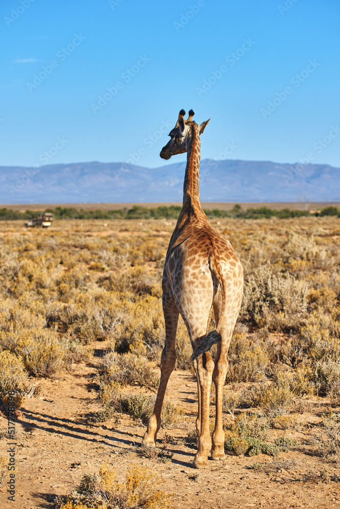 Elegant giraffe in the savannah in South Africa. Wildlife conservation is important for all animals 