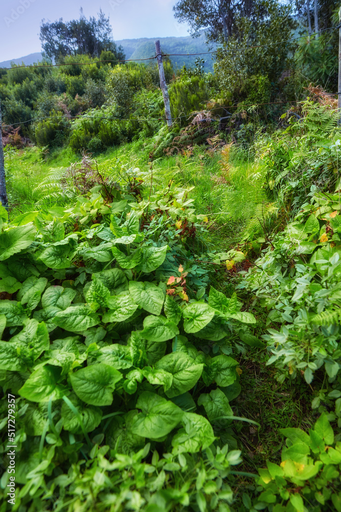 Green foliage, flora and plants in the mountains with lush greenery. Closeup landscape view of biodi