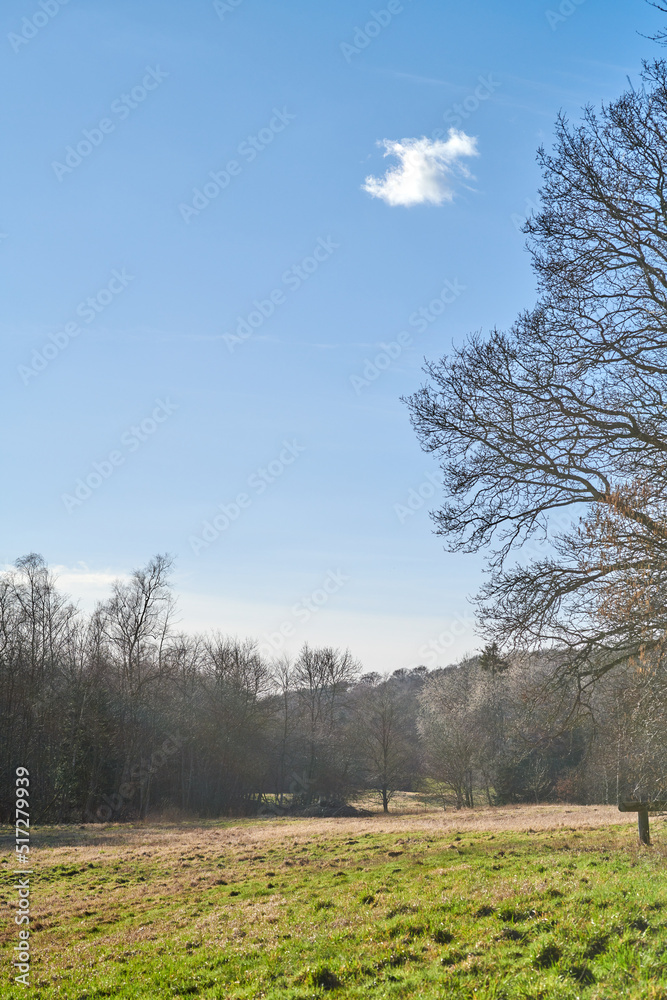 Closeup of a dense and thriving forest in spring or the middle of summer. Growing green nature in a 