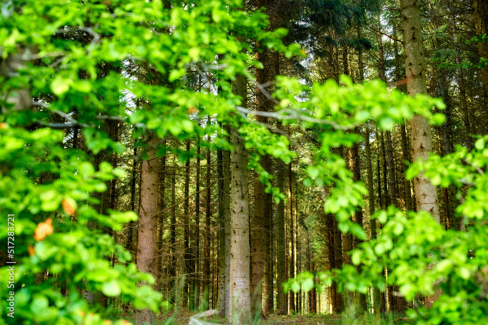 生长在绿色植物和灌木林中的野生树木。高大树干的风景