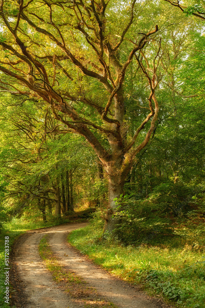 A hidden path in a dense forest on a sunny summer morning. Fairy tale landscape with a trail through