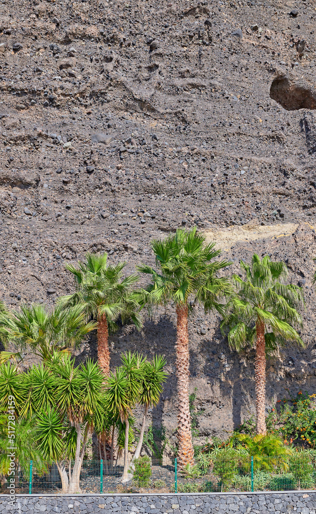 Palm trees lined up against a stone wall or mountain. View of tropical coconut plants and lush shrub