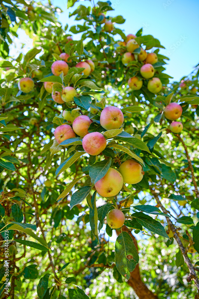 Apples growing on a tree and ready to be harvested on a countryside farm. Delicious ripe fruit is so