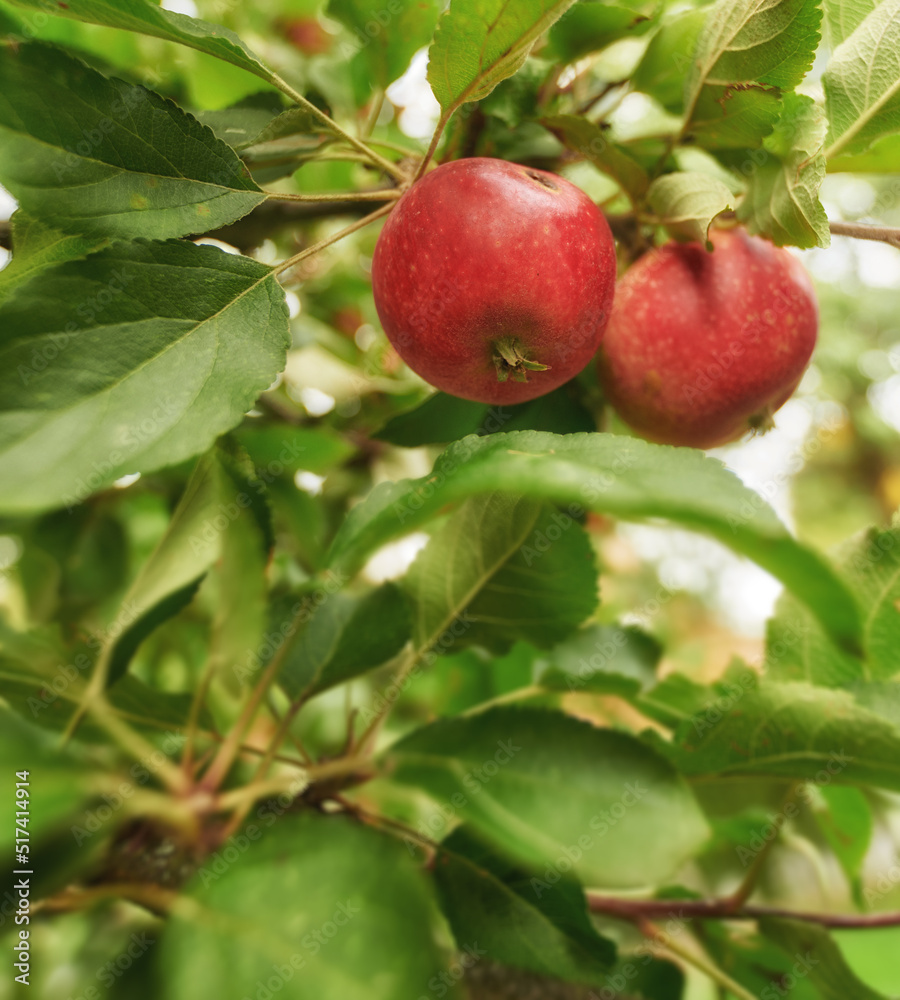 Closeup of fresh red apples, healthy and delicious snack fruit growing for nutrition, diet or vitami