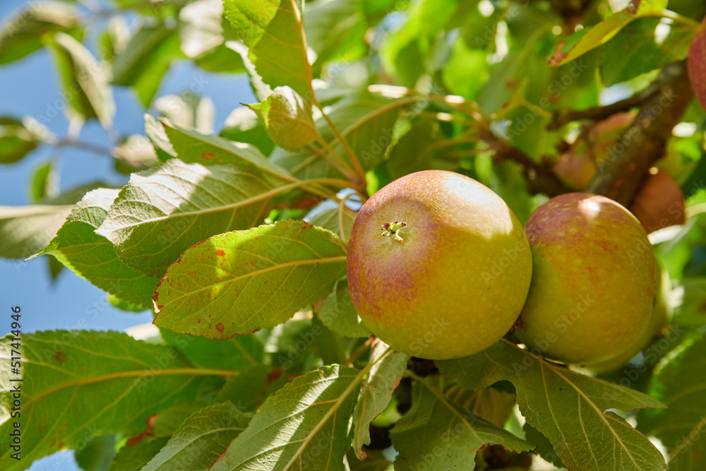 Juicy green apples ready to be harvested from a tree on a farm. Delicious ripe Honeycrisp fruit prep