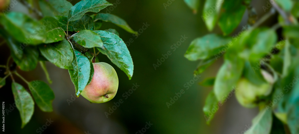 Closeup of red and green apples ripening on a tree in a sustainable orchard on a farm in a remote co