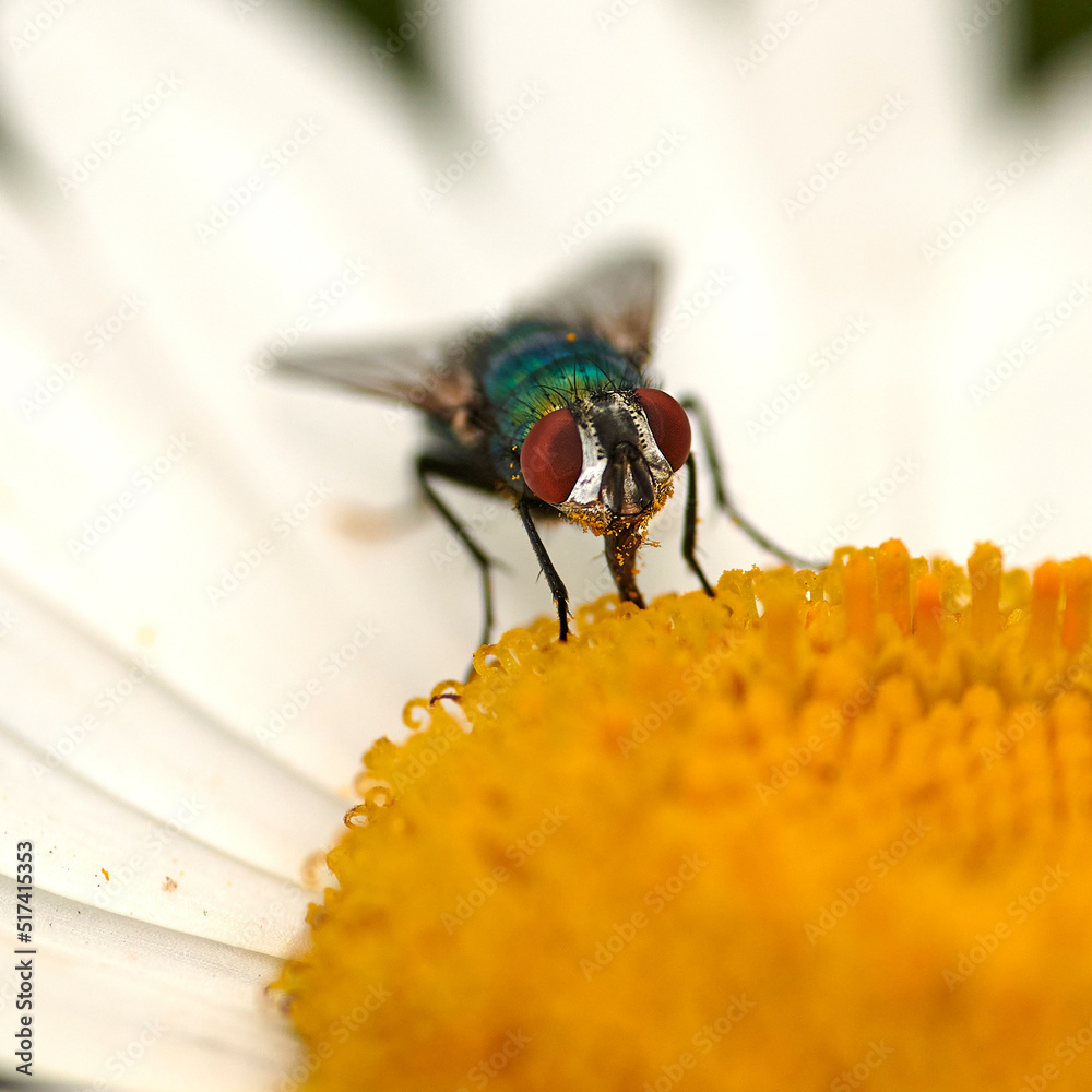 Common green bottle fly pollinating a white daisy flower. Closeup of one blowfly feeding off nectar 