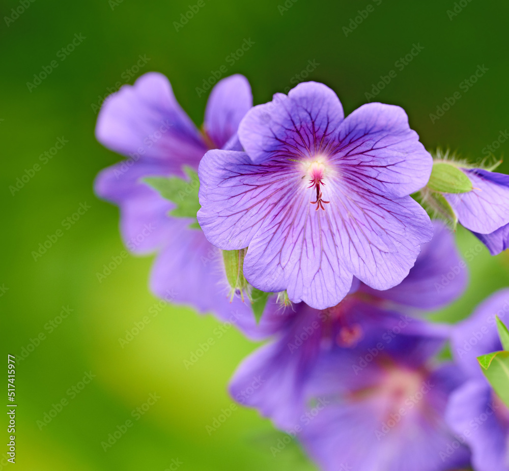 Closeup of purple Cranesbill flowers on green background. Petal details of geranium perennial flower