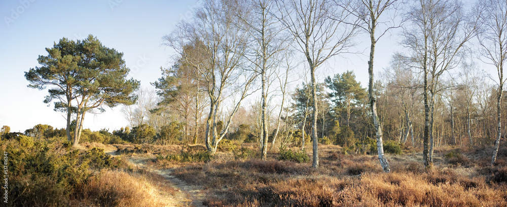 Landscape view of a grassy deserted park in autumn. Secluded and empty grassland or forest with tree