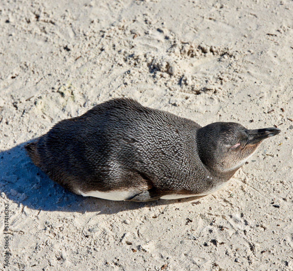 Aerial view of a penguin at Boulders Beach in South Africa. Bird enjoying and sitting on the sand on