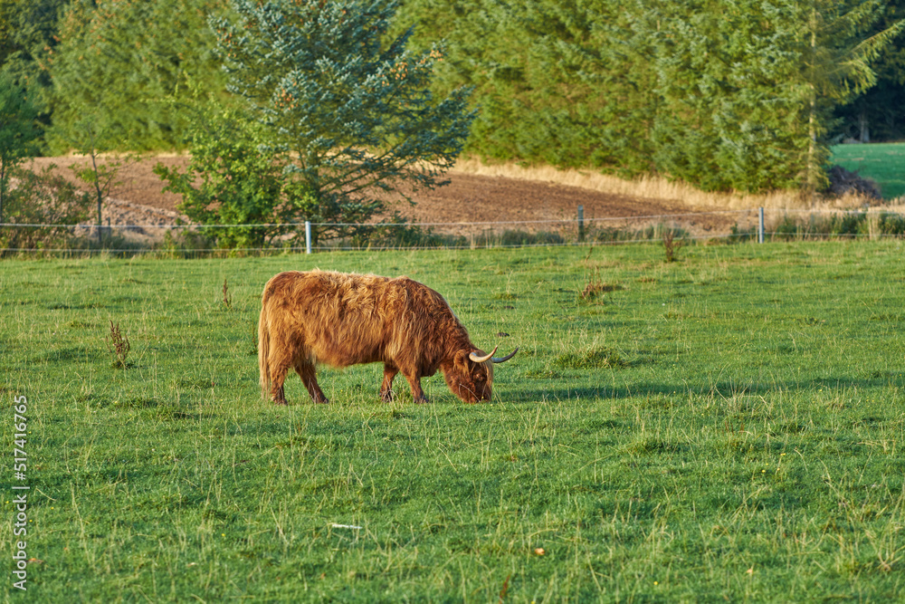 Grass fed Highland cow on farm pasture, grazing and raised for dairy, meat or beef industry. Full le