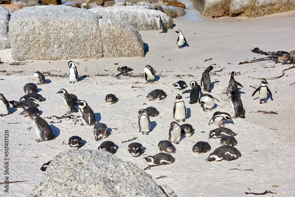 Group of penguins sunbathing near boulders. Flightless birds in their natural habitat. Colony of end