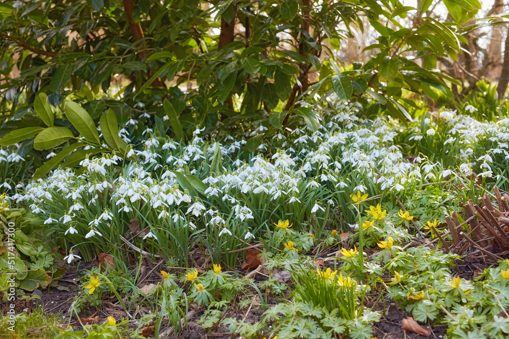 Closeup of white common snowdrop and yellow starburst flowers growing in lush green flowerbed in a l