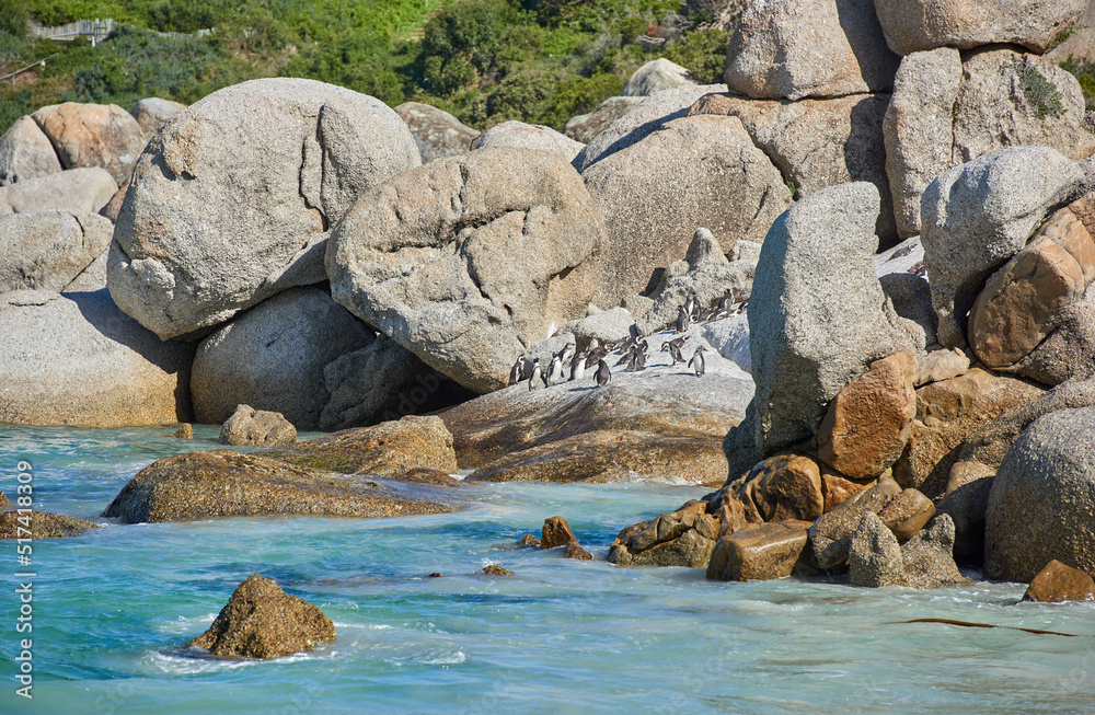 Penguins at Boulders Beach in South Africa. Birds enjoying and playing on the rocks on an empty seas