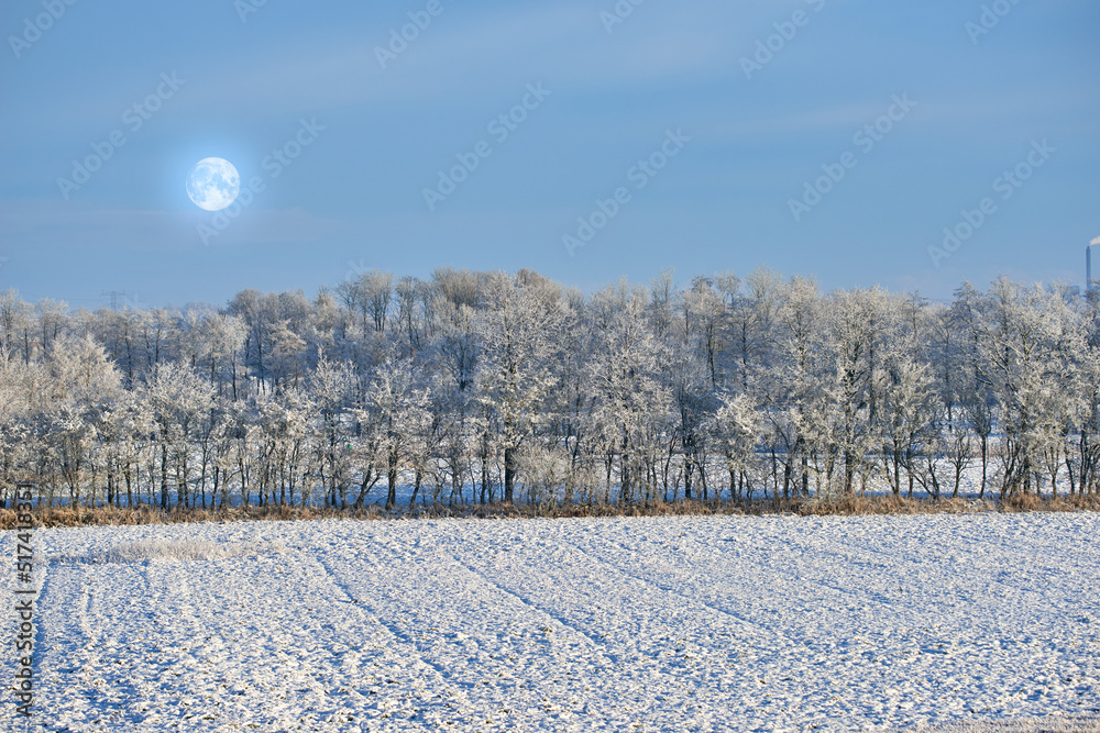 冬天，在一个寒冷的月夜，田野上的高大树木。被雪包围的大树林。