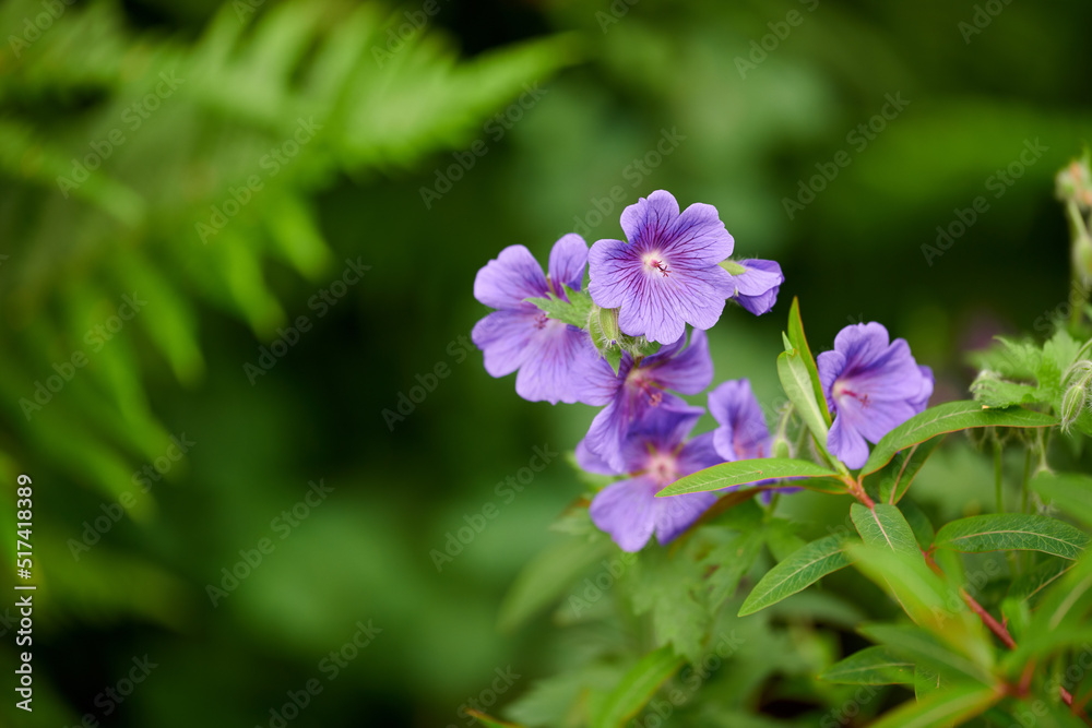 夏天，天竺葵花生长在后院花园里。美丽的紫罗兰开花植物在
1305615223,年轻的拉丁女人站在一条背景是瀑布的河边