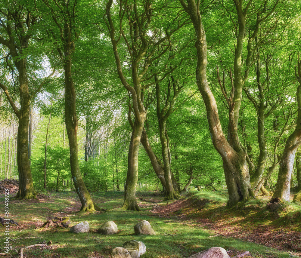 Lush green cultivated forest with trees in spring. Empty and secluded woodland with growing and bloo