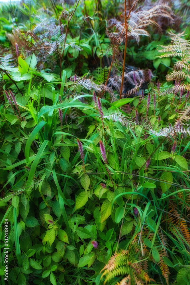 Fern and tropical plants in the garden on a sunny day. Various green shrubs in the jungle with folia