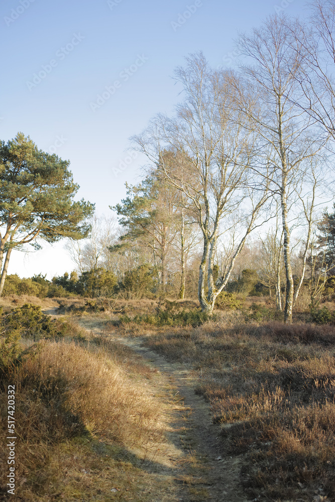 Landscape of a secret and mysterious pathway in the countryside leading to a magical forest where ad