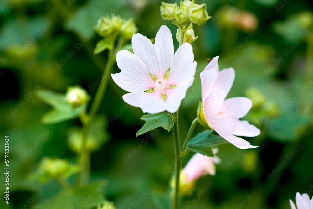 生长在绿色后院或花园里的白色天使或wrightia antidycenterica花，与natu相对