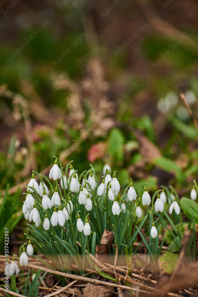 White common snowdrops growing in their natural habitat in a dense forest outdoors. Green or woronow