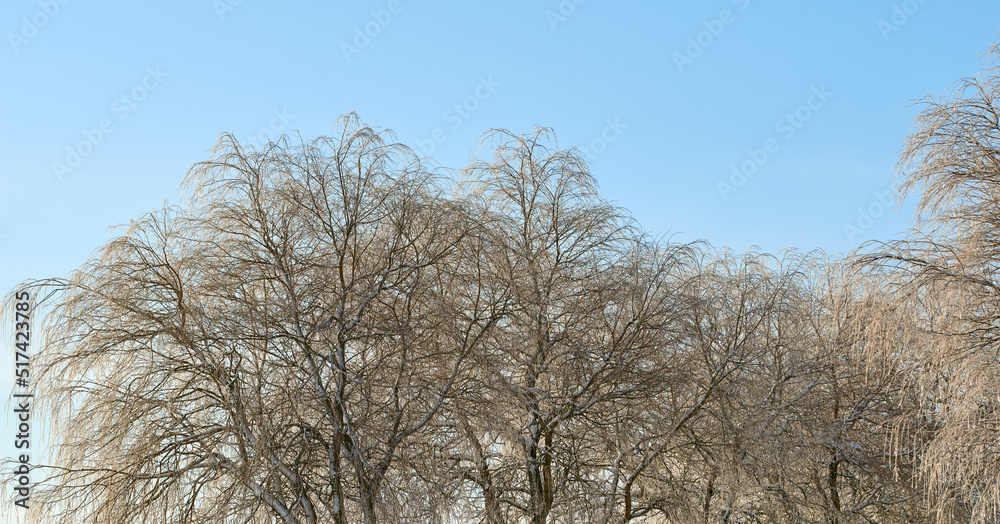 偏远乡村的无叶冬季山毛榉、晴朗的蓝天和复制空间的美景